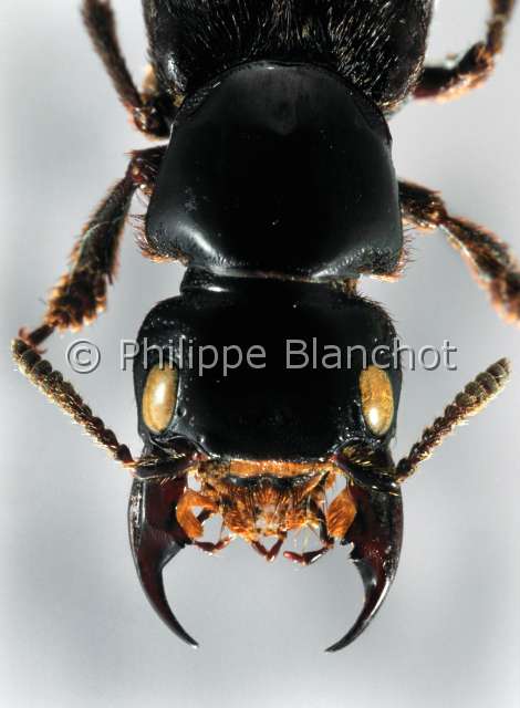 Creophilus maxillosus.JPG - Creophilus maxillosus (Portrait)Staphylin noir et cendreRove beetleColeopteraStaphylinidaeFrance